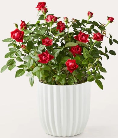 Mini Red Rose Plant