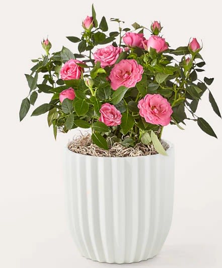 Mini Pink Rose Plant