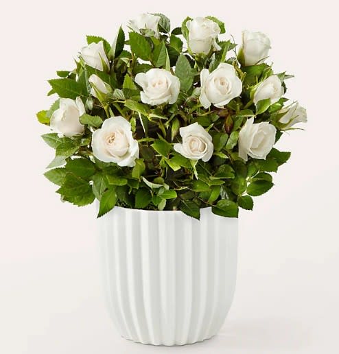 Mini White Rose Plant