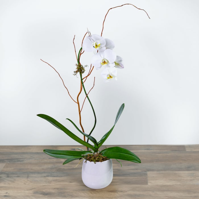Whispering Phalaenopsis Orchid