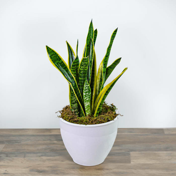Snake Plant in Ceramic