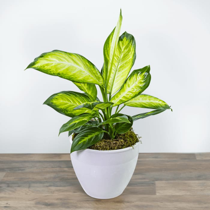 Dieffenbachia Plant in Ceramic