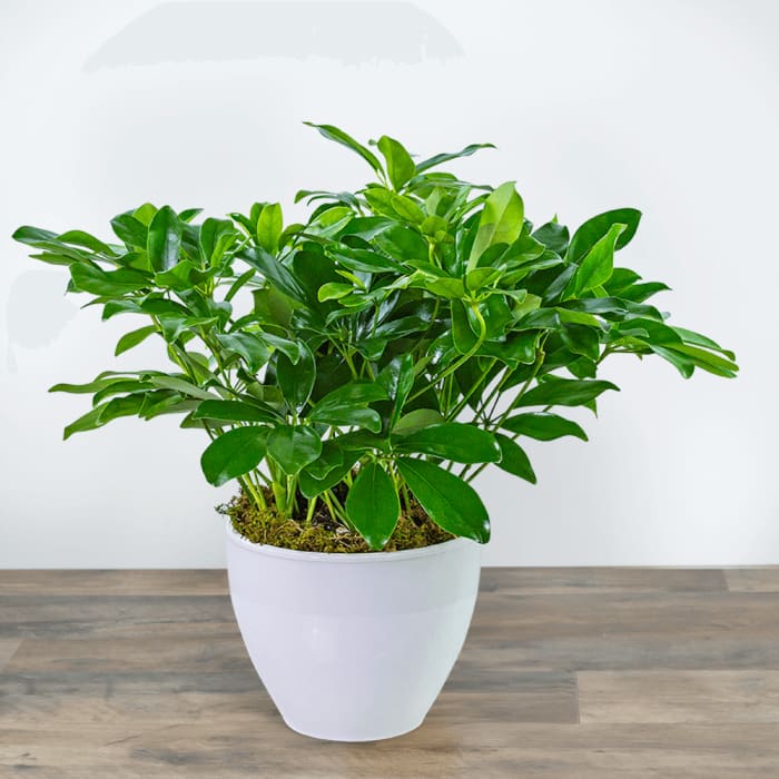Arboricola Plant in Ceramic