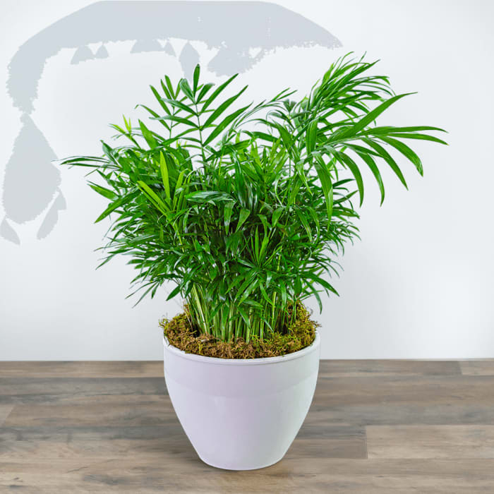 Palm Plant in Ceramic