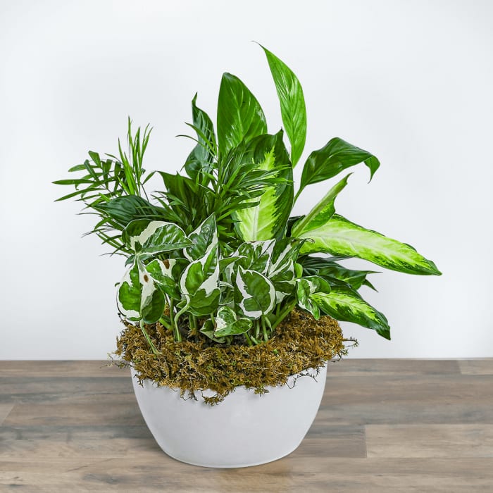 Zen Dish Garden