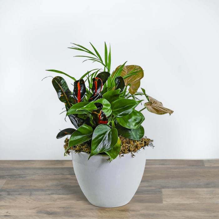 Dish Garden in Gray Ceramic