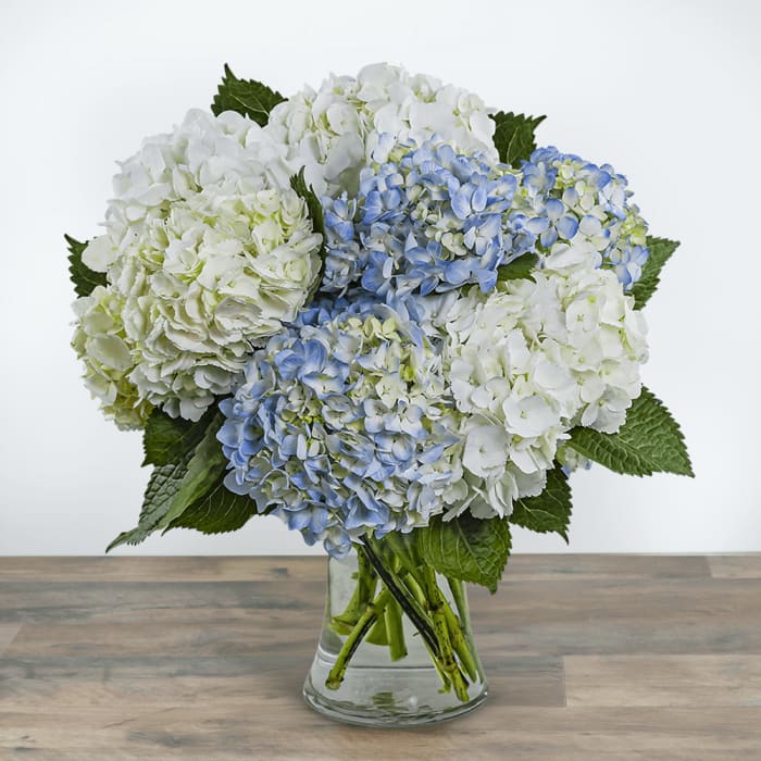 Lovely Lush Hydrangea