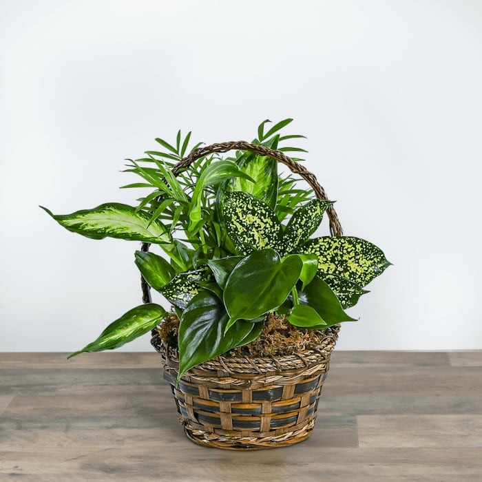 Tranquil Dish Garden in Basket
