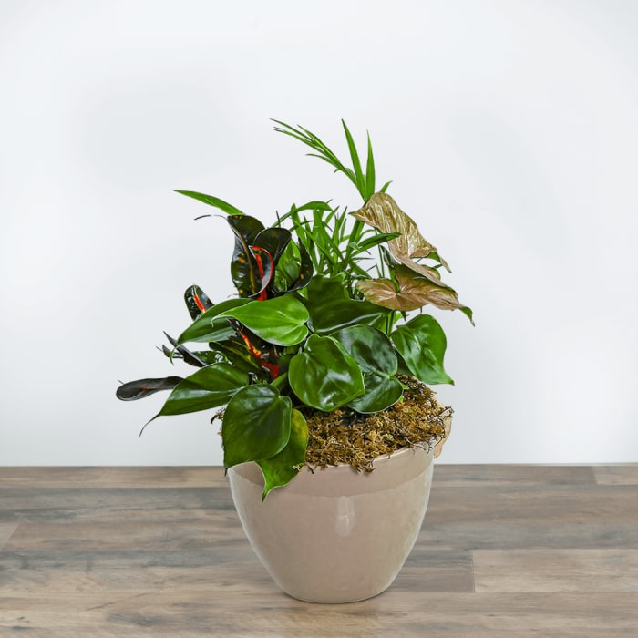 Dish Garden in Taupe Ceramic