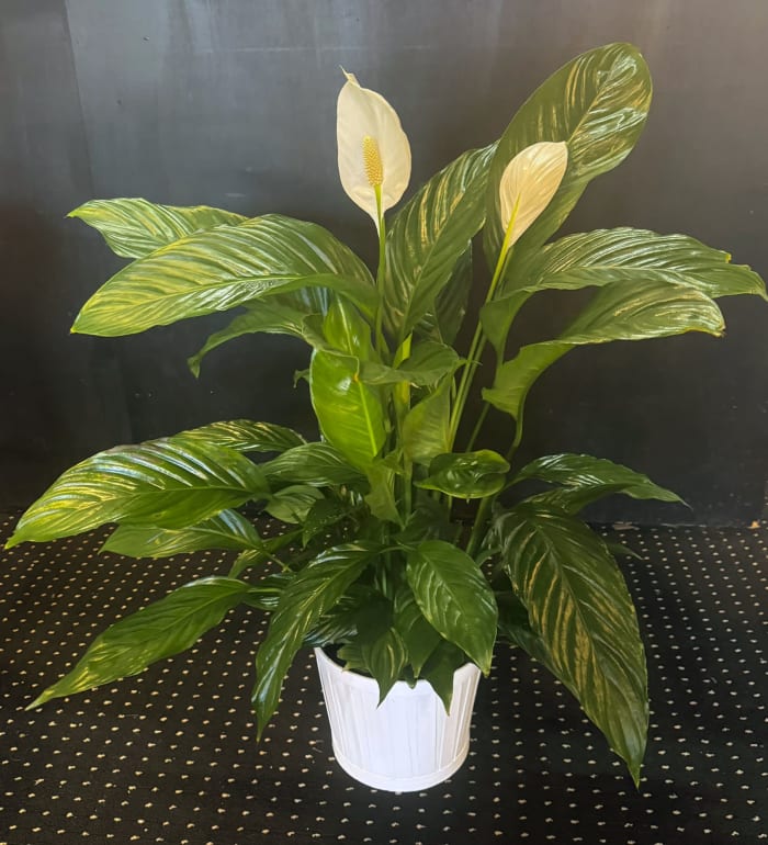 Peace Lily Plant