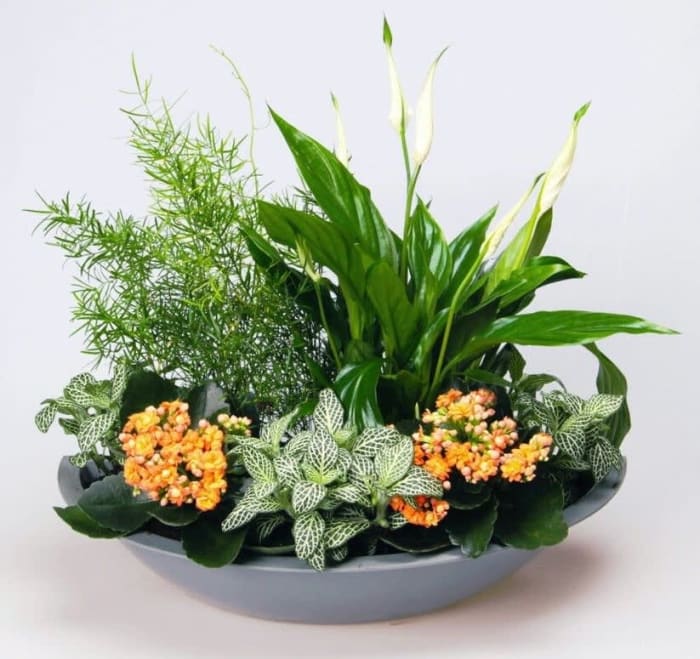 Designer's Choice House Plant