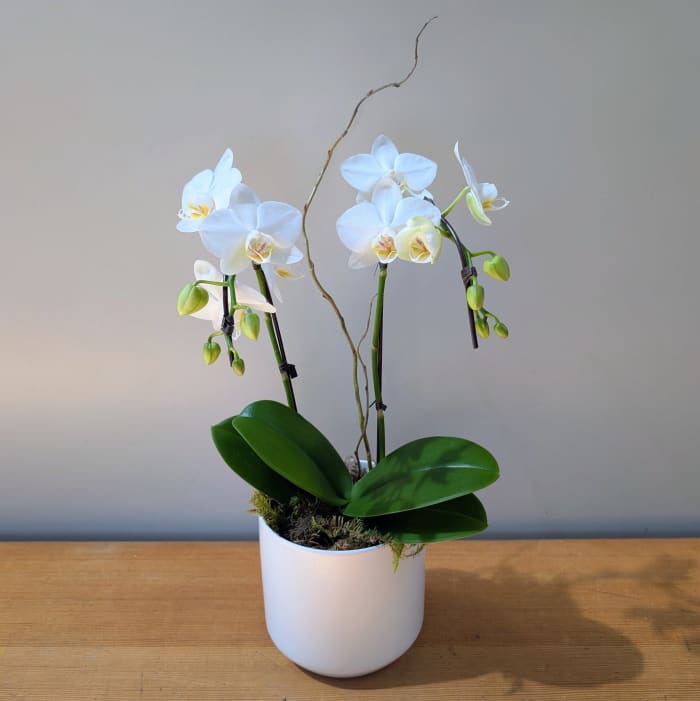 Small Double Stem White Orchid