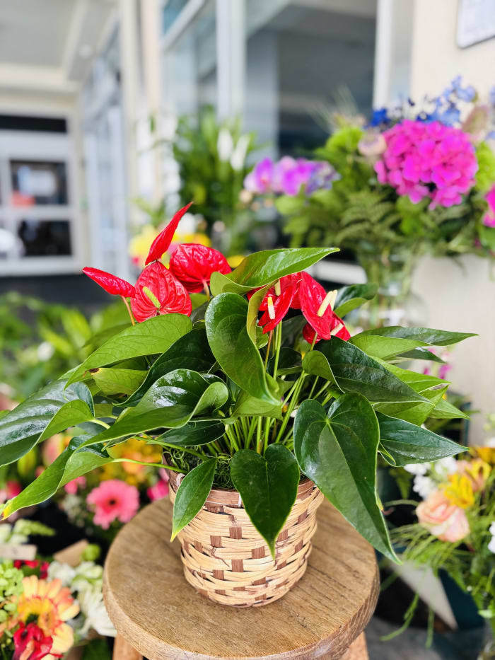 Anthurium
