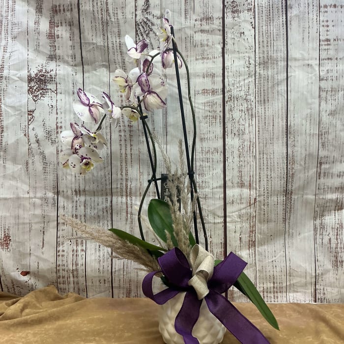 Delightful Orchid