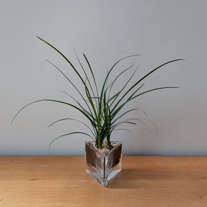 Desktop Palm