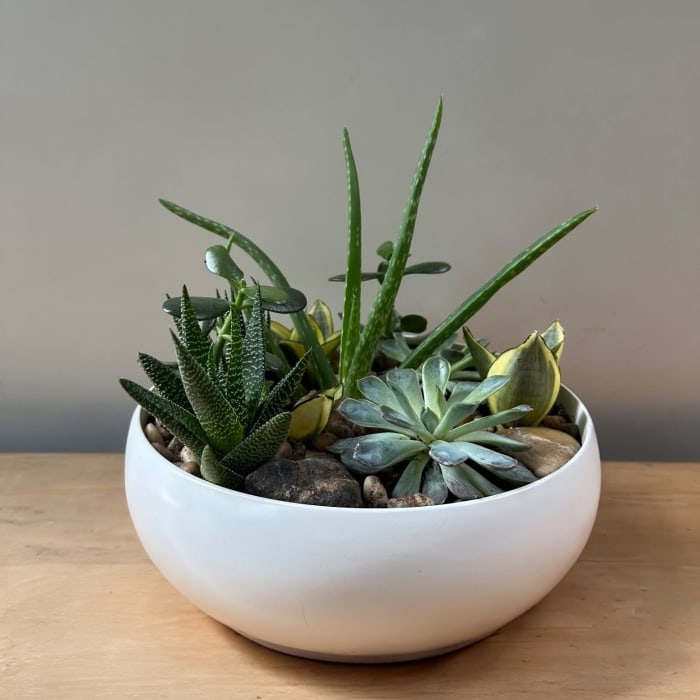 Large Succulent Planter