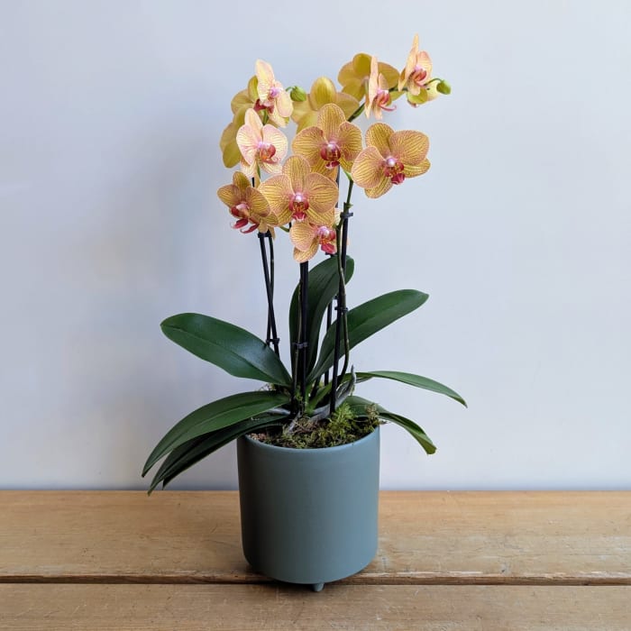 Double Stem Orange Orchid