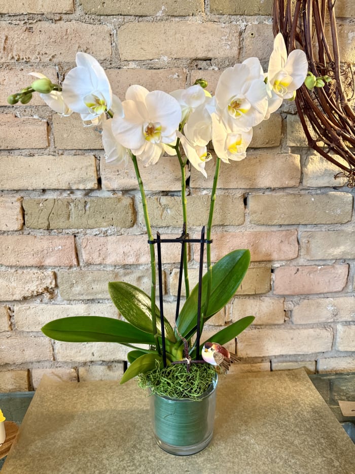 Three Stems of Orchids in Glass