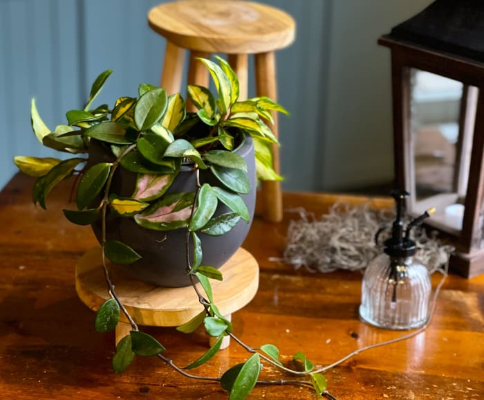 Hoya plant