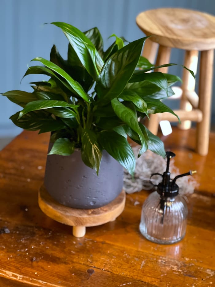 Mini Peace Lily