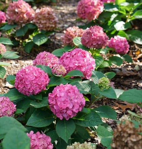 Hydrangea, Lets Dance Arriba