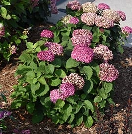 Hydrangea, Mini Mauvette