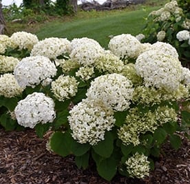 Hydrangea, Wee White