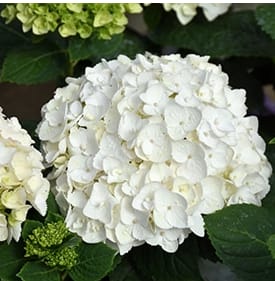 Hydrangea, Blushing Bride