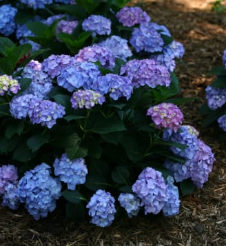 Hydrangea, Rhythmic Blue