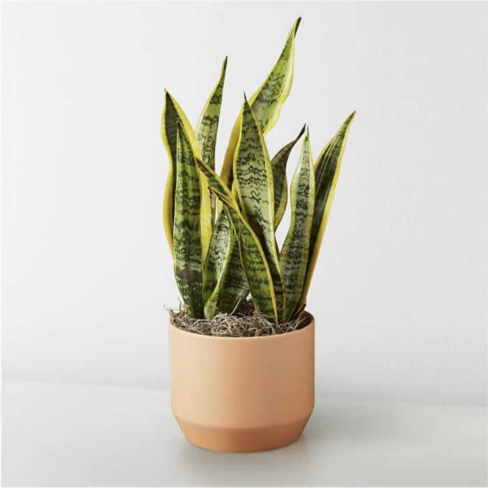 Snake Plant