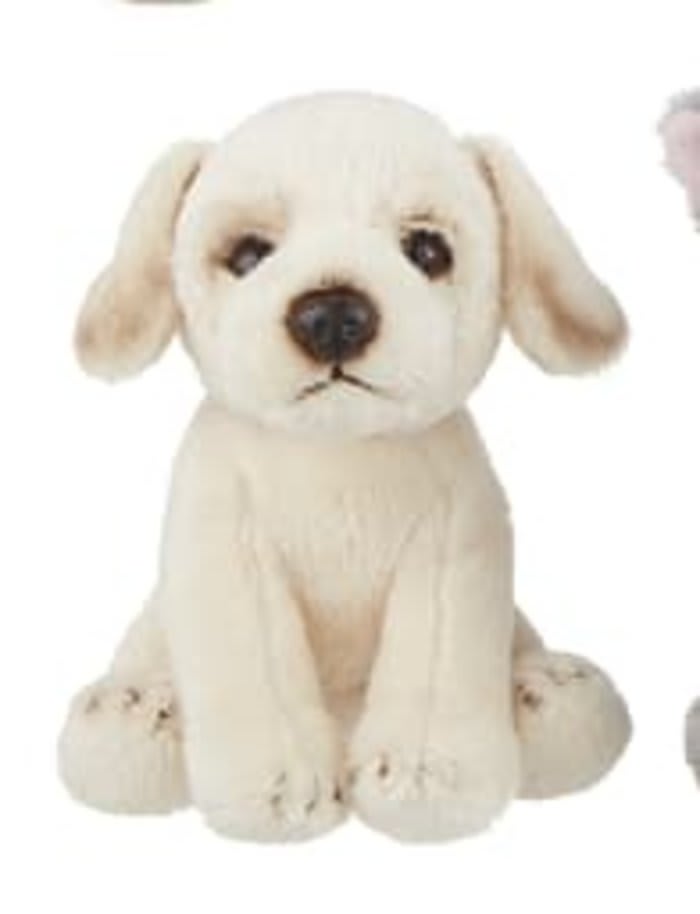 Lab Mini Dog