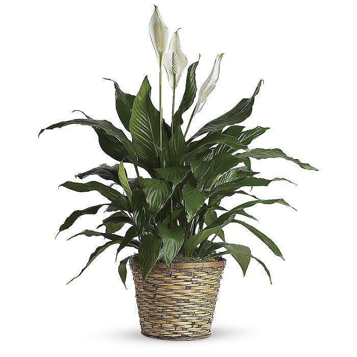 Simply Elegant Spathiphyllum - Medium