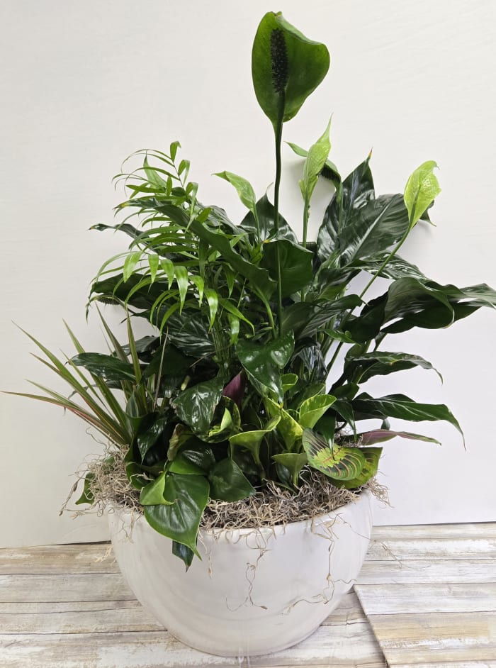 Sunny Dish Garden in White Ceramic Pot