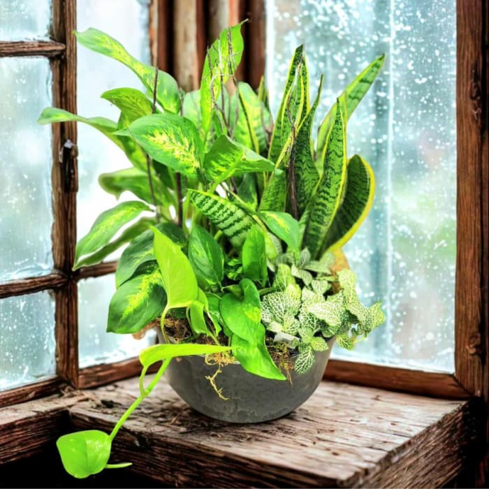 Tropic Garden - Plants & Botanicals