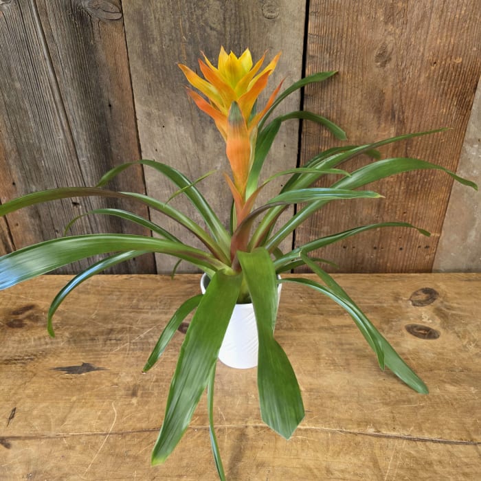 Bromeliad 2