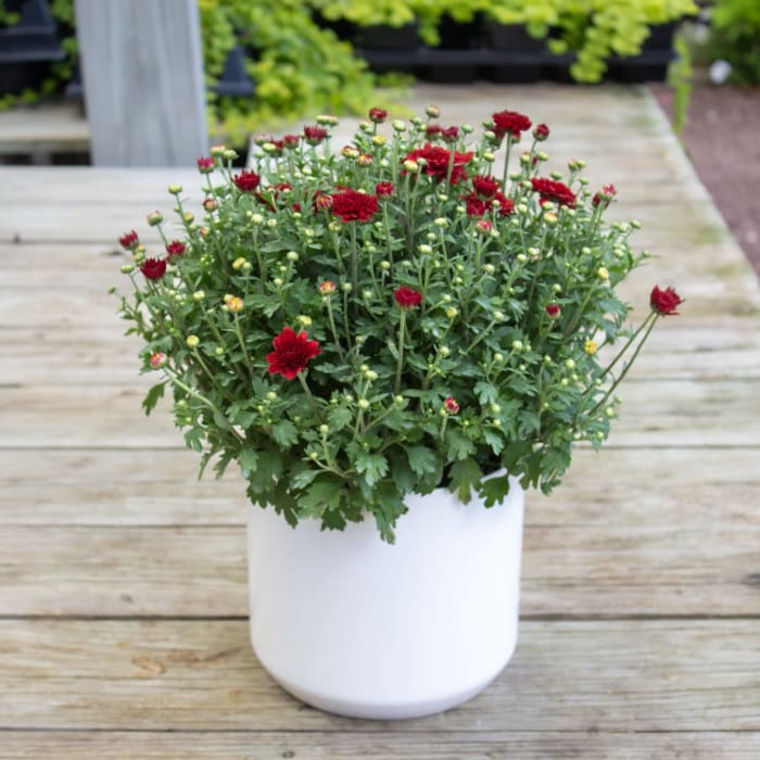 6" Mum in Pot