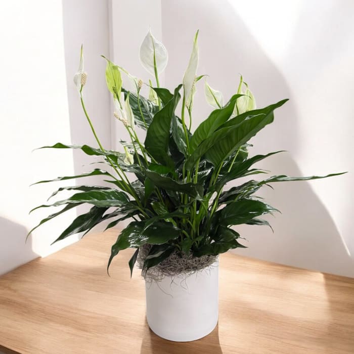 Peace Lily (spathiphyllum)