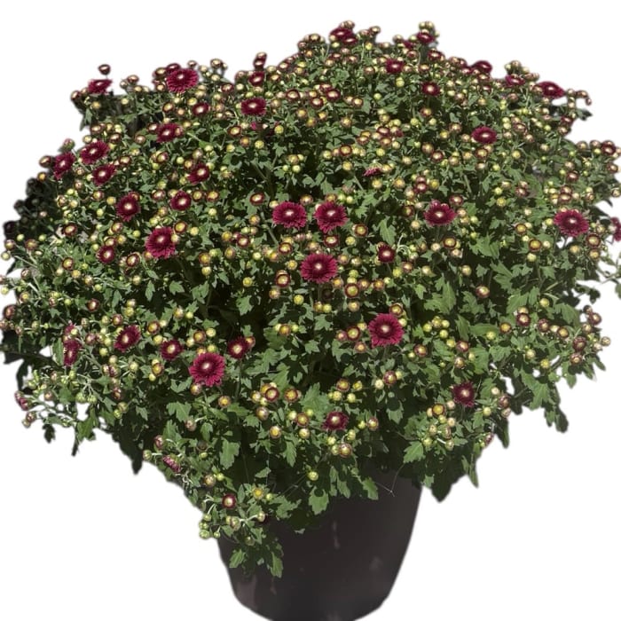 14" Jumbo Mum