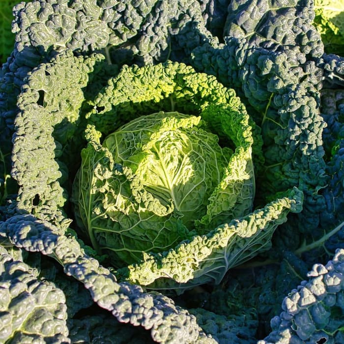 Ornamental Kale