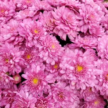 Dark Bronze Chrysanthemum (Mums)