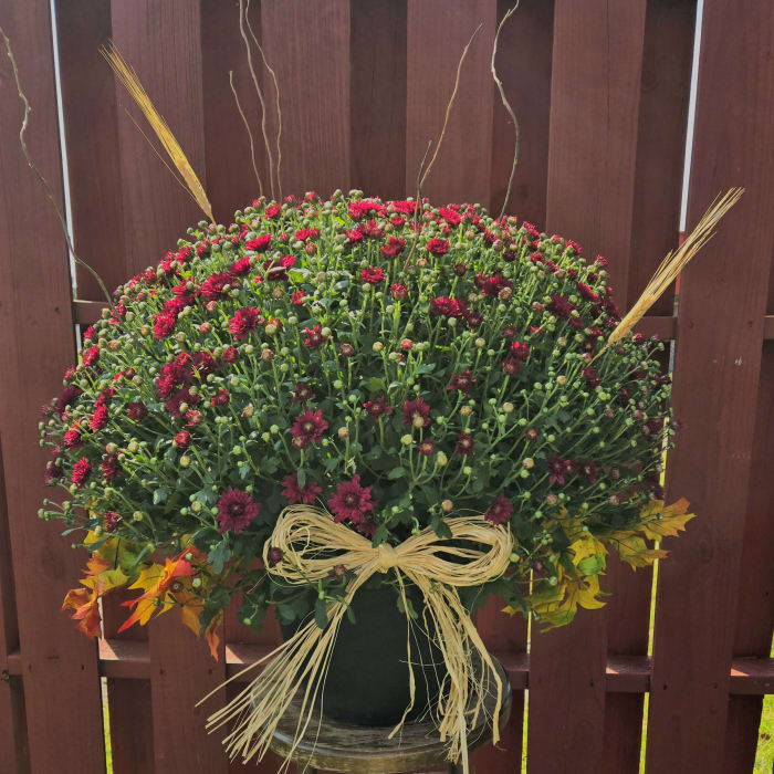 Decorative 14in Hardy Mum