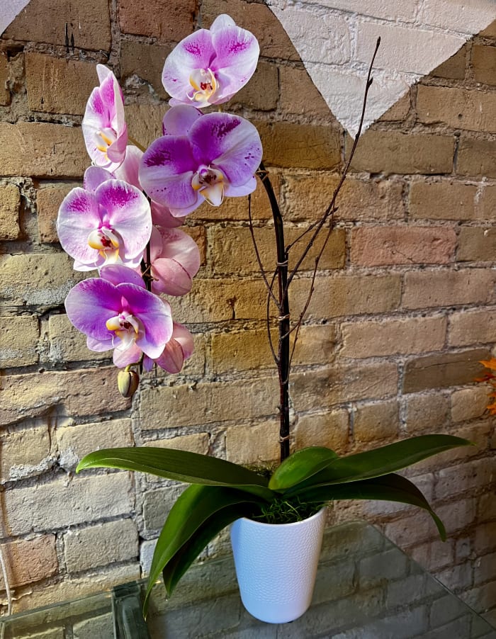 Cascading Purple Panda Orchid in a White Ceramic Pot