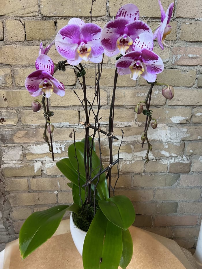 Two Cascading Panda Orchids
