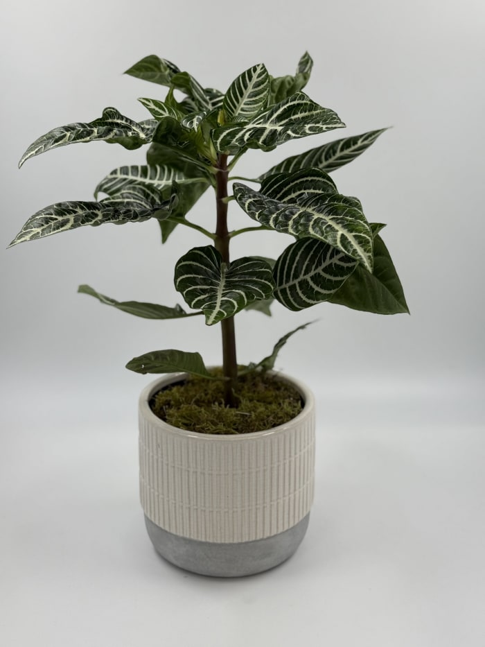 Zebra Plant 6"