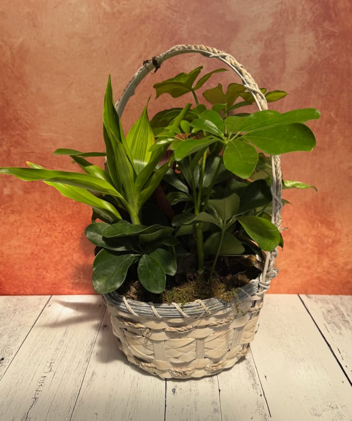 8" Wicker Dish Garden