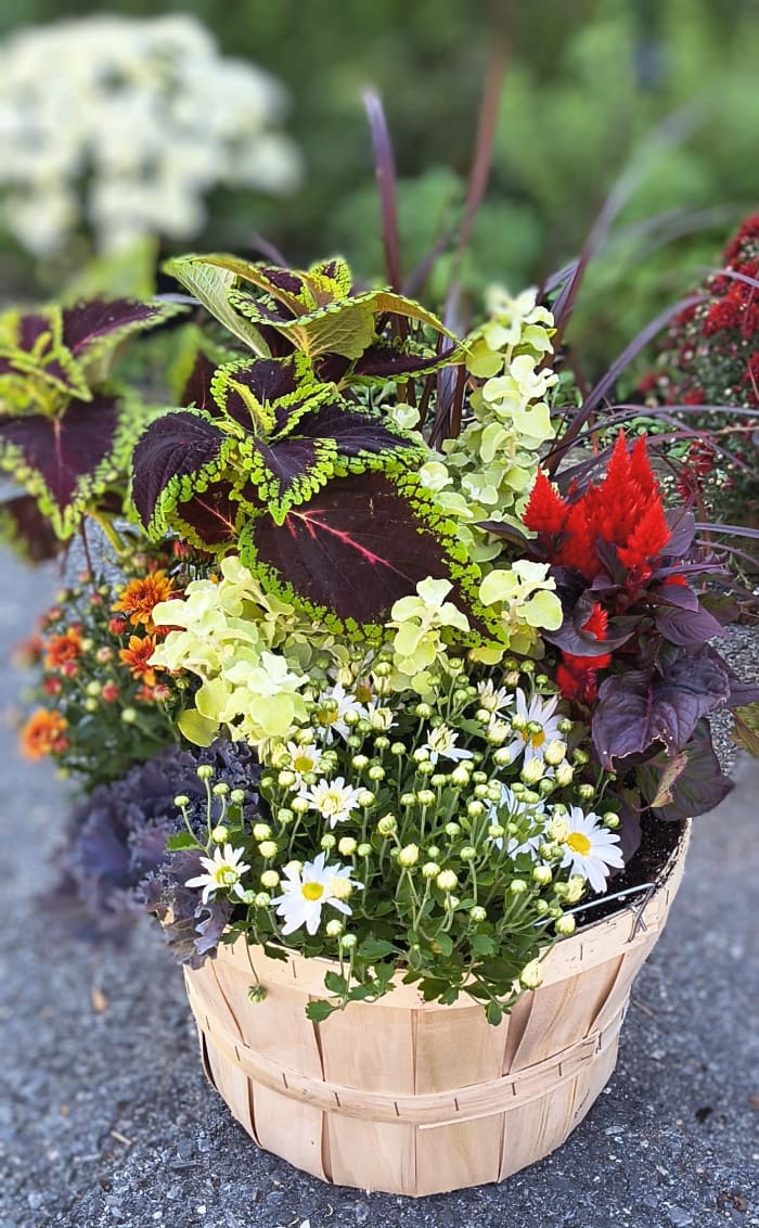 Fall Bloomin Bushel Planter
