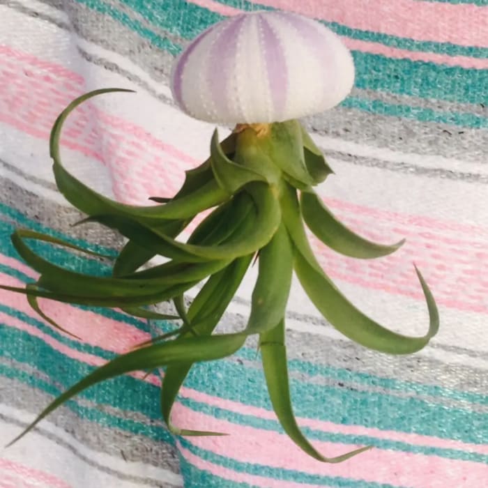 Jellyfish Air Plant | Purple Urchin