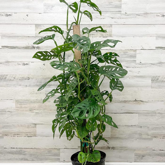 Swiss Cheese Philodendron Plant