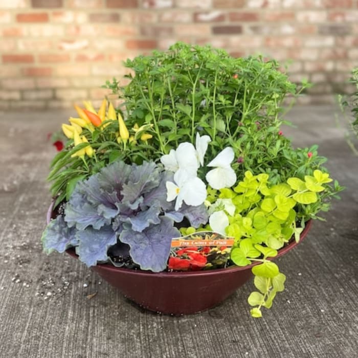 Assorted Autumn Planter - Autumn Flowers