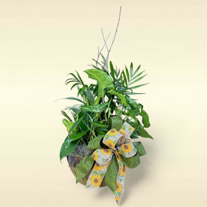 Dish Gardens